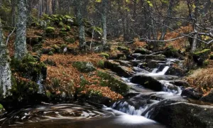 Abedular de Canencia