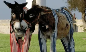 Planes de Ocio y Viajes Europa: La Rochelle e Isla de Ré