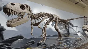 Museo de las Ciencias Naturales