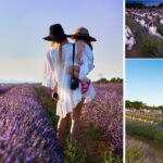 Festival Lavanda Brihuega